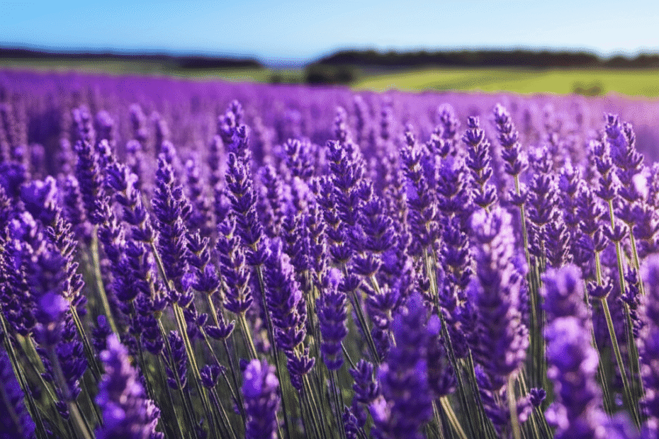 lavanda.chutarobalde.com.br