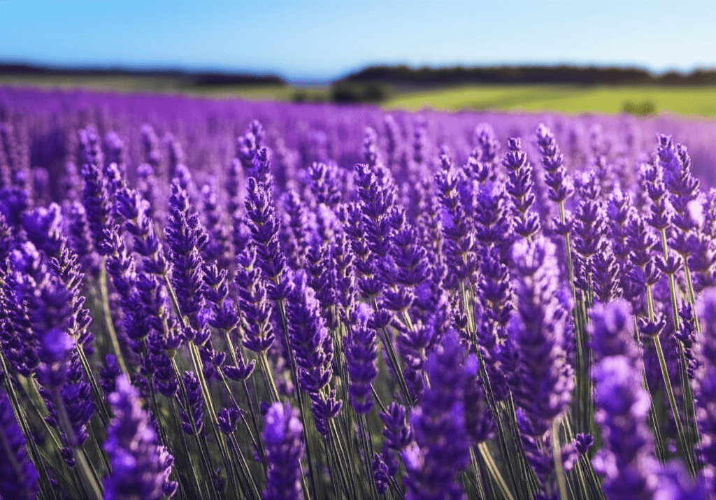 lavanda.chutarobalde.com.br