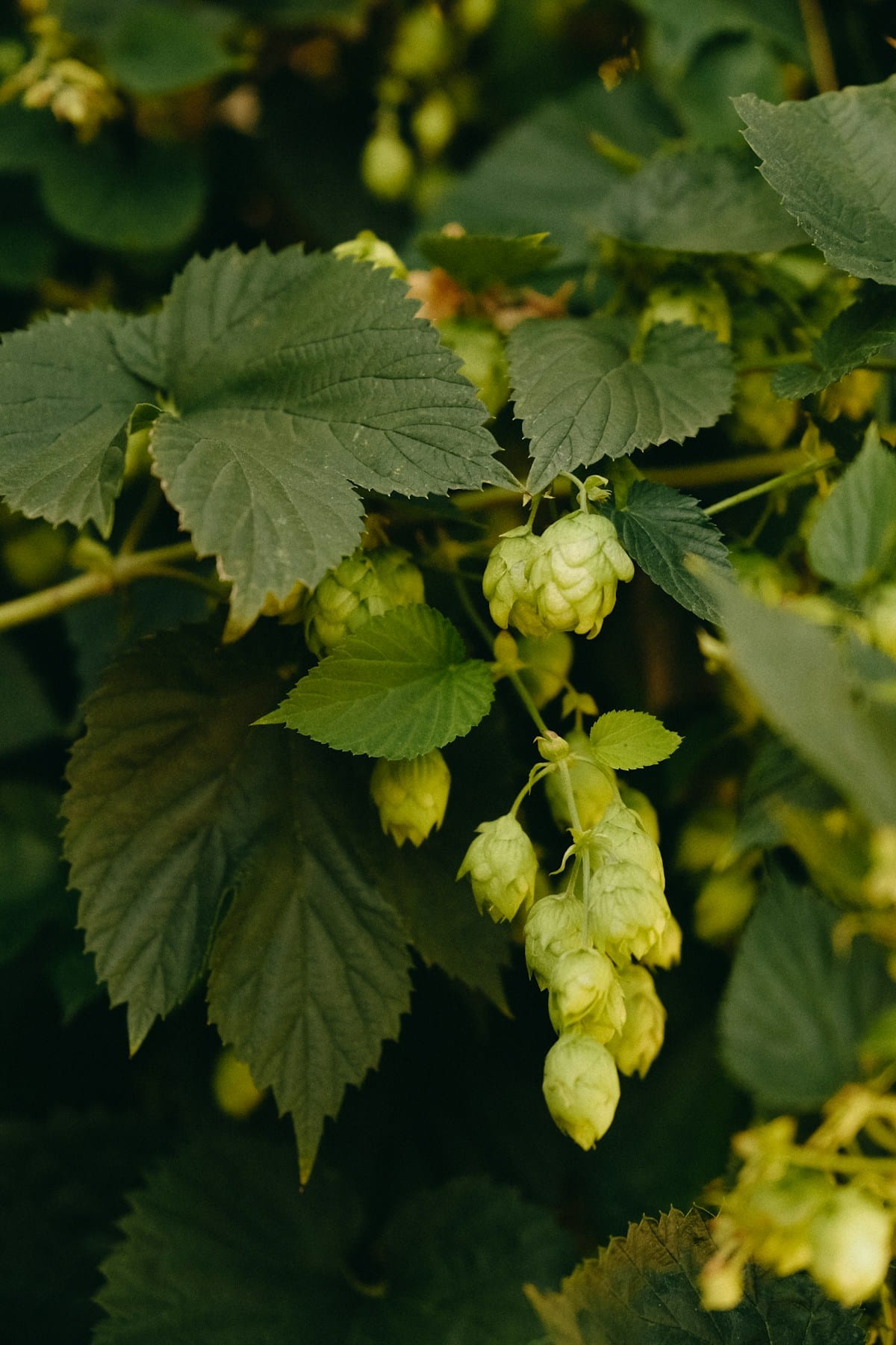 Cones de lúpulo, ingrediente principal da cerveja IPA