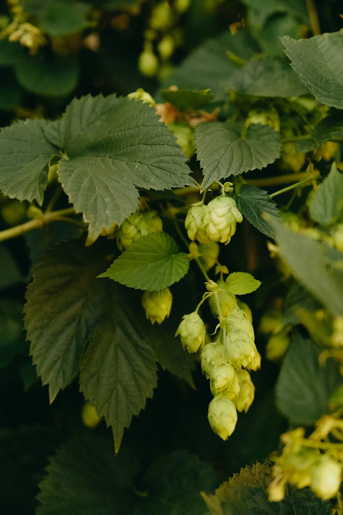 Cones de lúpulo fresco usados na produção de cerveja APA